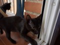 Titi